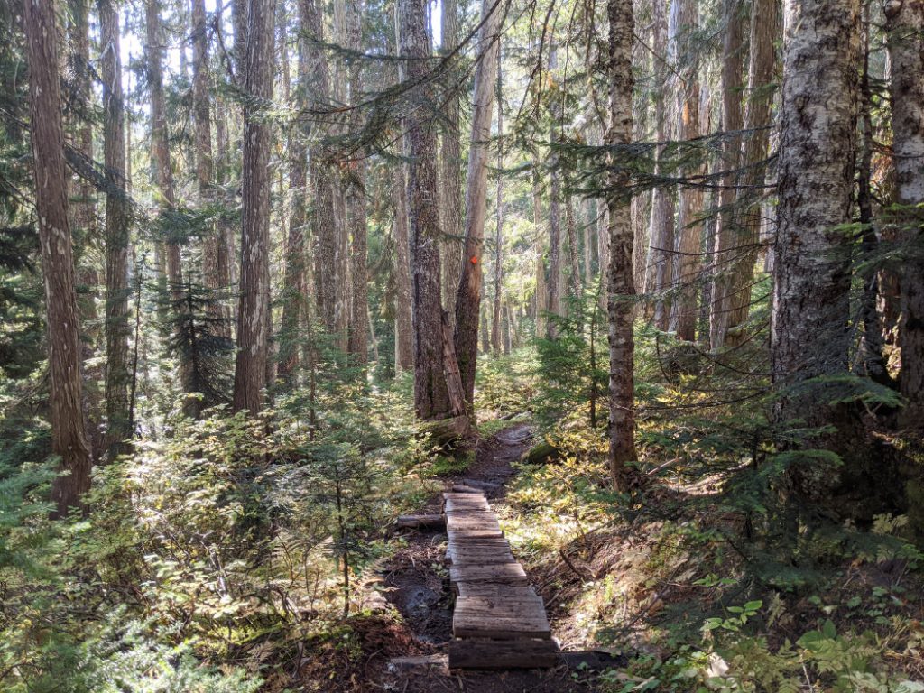 Boardwalks along 19 Mile Creek