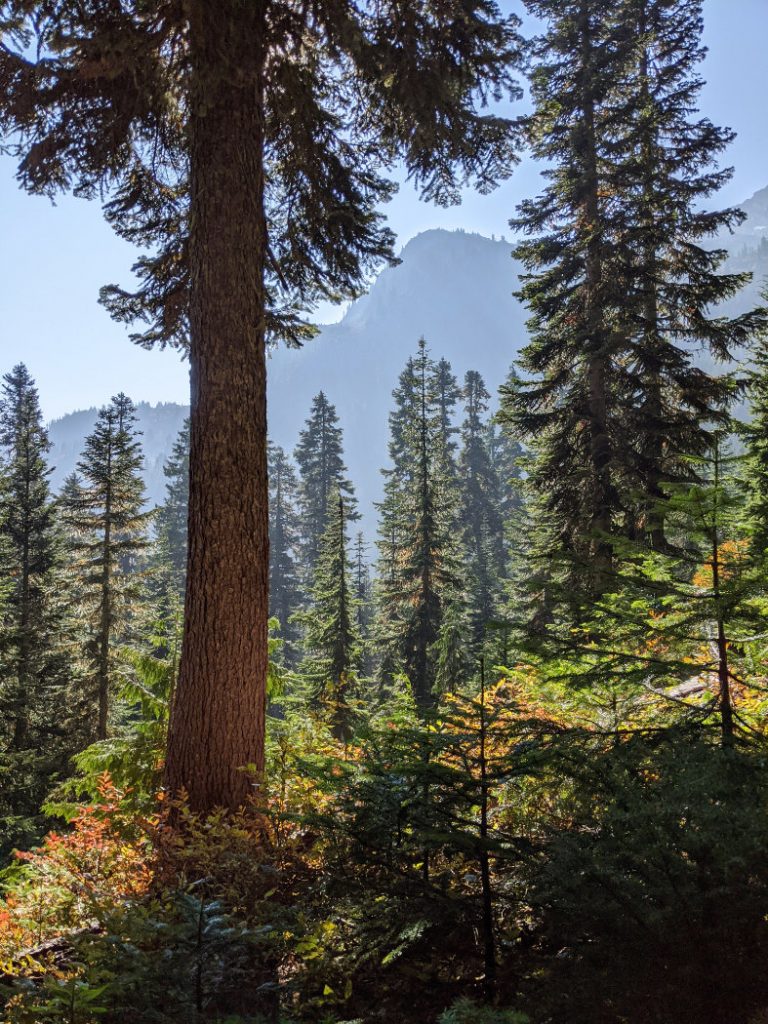 Mountain views through the trees