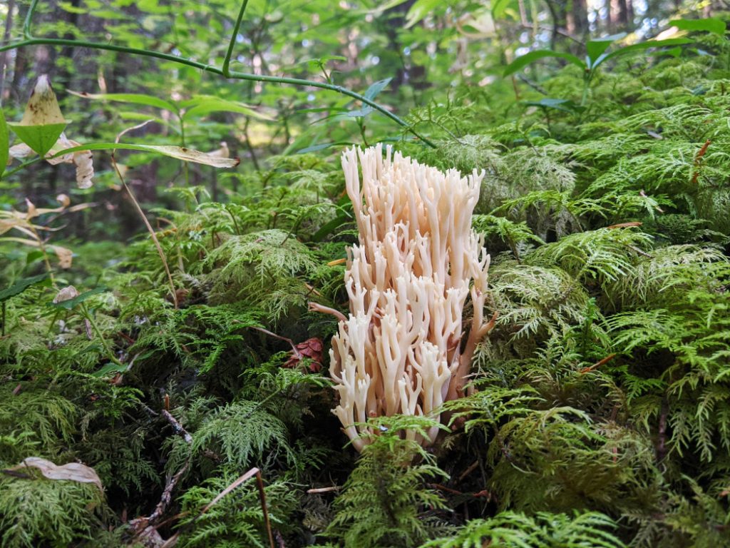 Ramaria fungi - it looks like coral sitting in the moss