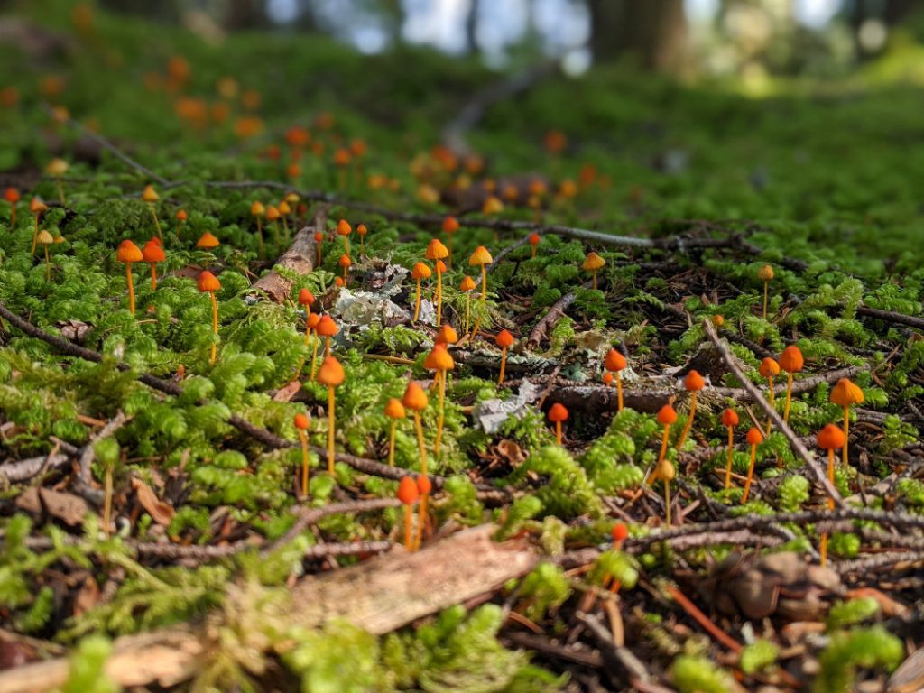 mycena acicula/ orange bonnet - little orange fungi popping out of the moss