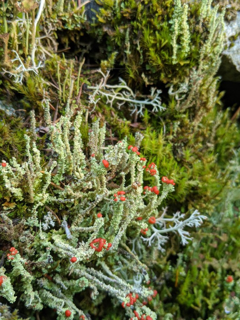 Interesting lichen