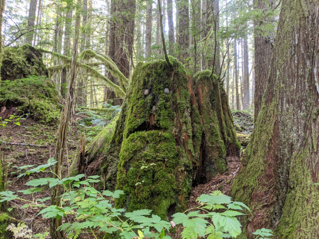 Someone looking out from the forest