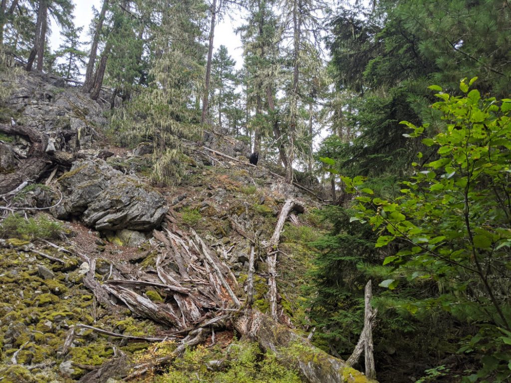 Bear on the Sea to Sky trail near Parkhurst Ghost Town