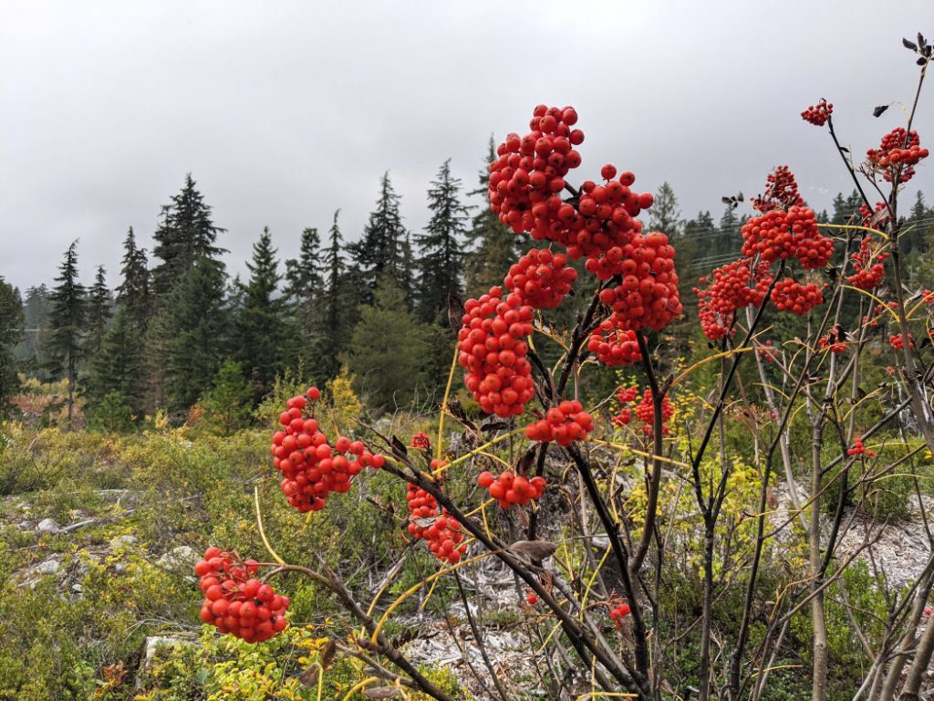 Bright red berries