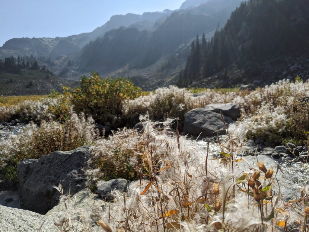 Fluffy plants from the fireweed