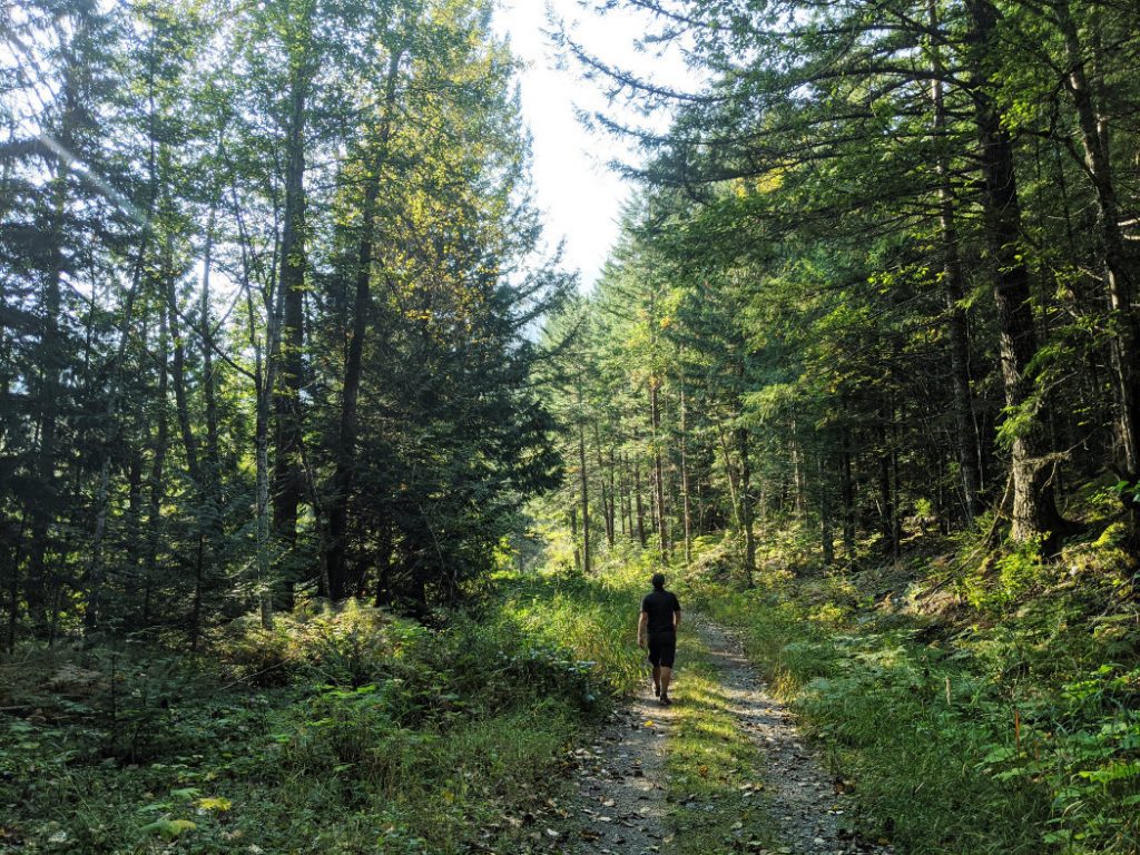 Views from the logging road