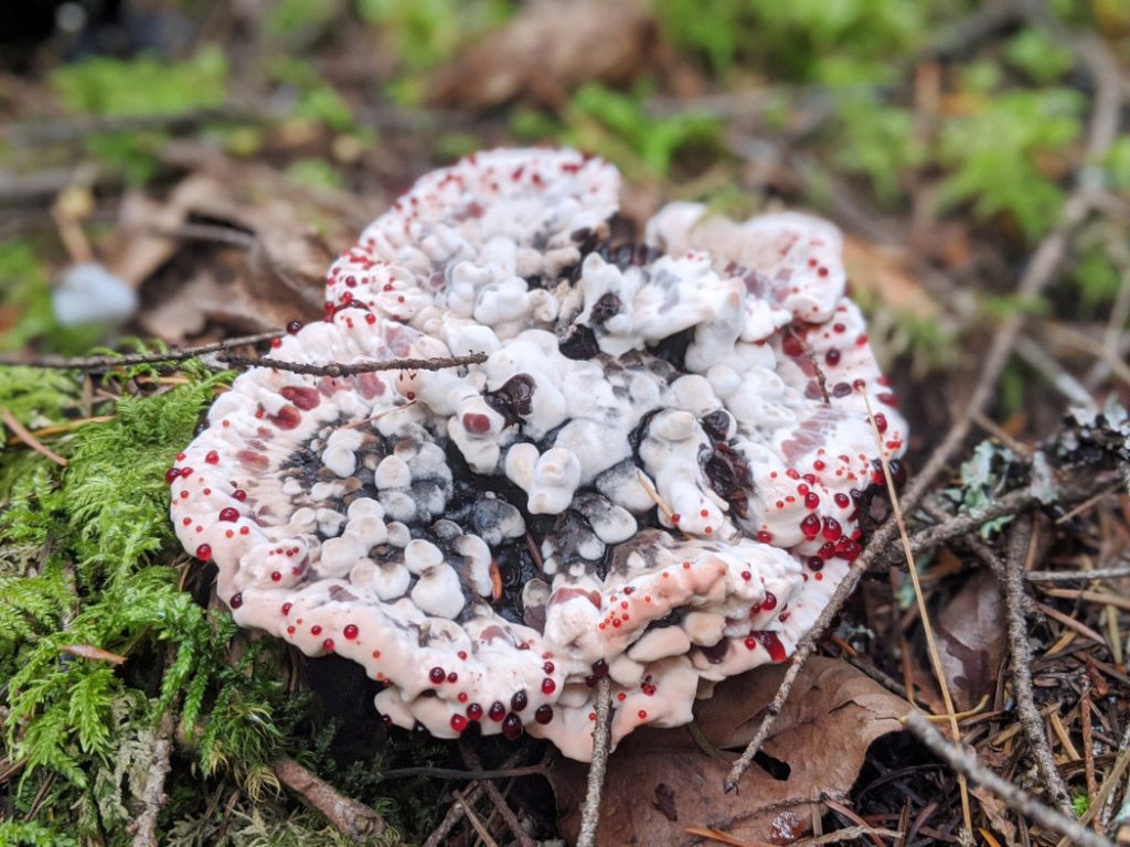 Mushroom - Hydnellum Peckii, strawberries and cream, devils tooth bleeding hydnellum mouldy