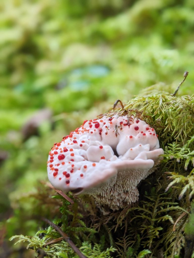 Mushroom - Hydnellum Peckii, strawberries and cream, devils tooth bleeding hydnellum perfect example