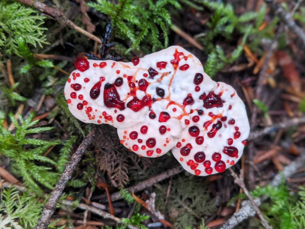 Mushroom - Hydnellum Peckii, strawberries and cream, devils tooth bleeding hydnellum - super bloody