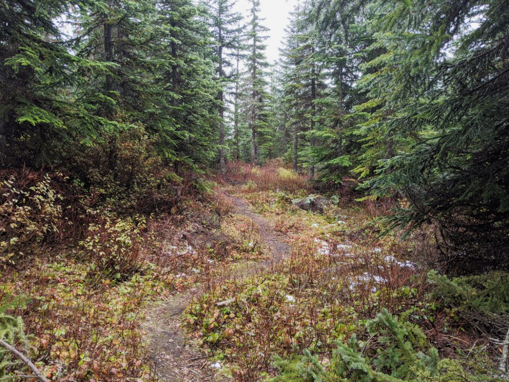 Winding path through the trees