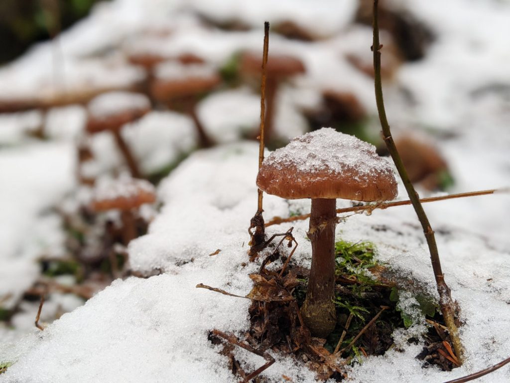 Just enough snow to cover a teeny mushroom