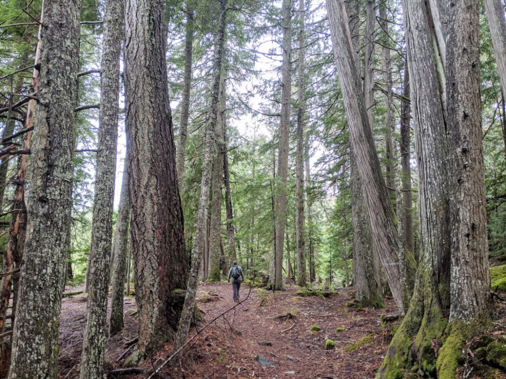 Amazing trees