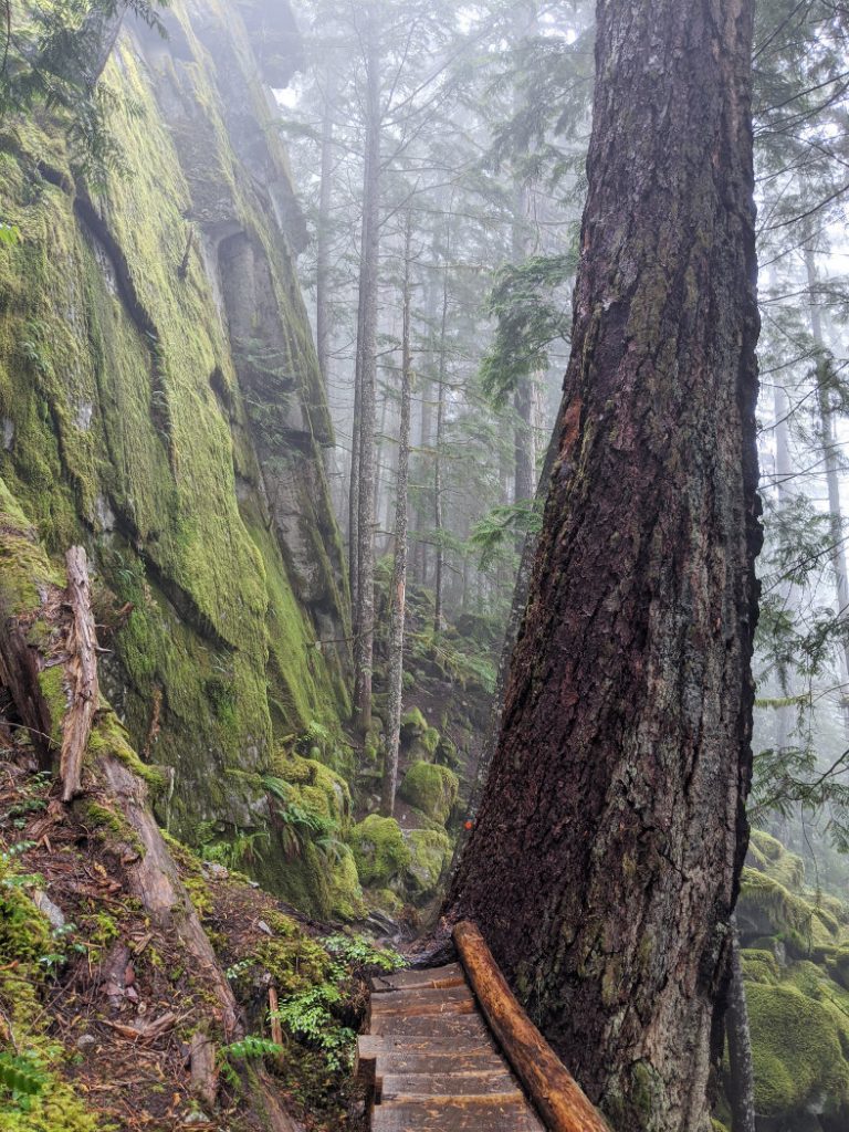 Huge trees and cliffs