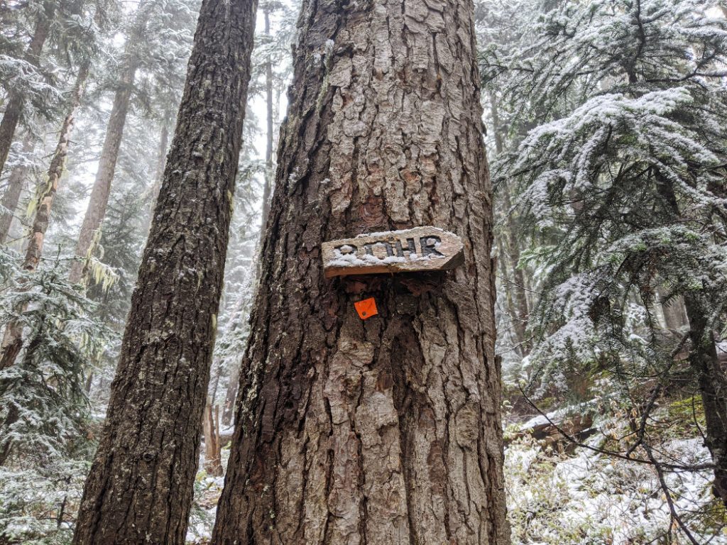 What do bears say if they meet you in the woods - Rohr