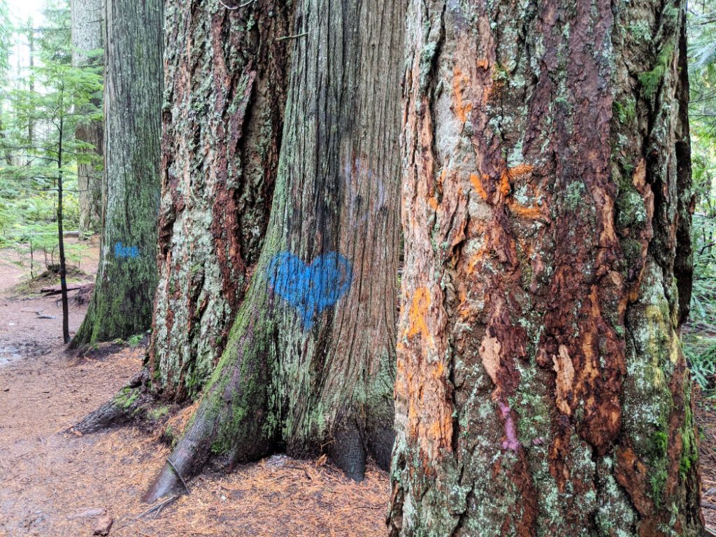 Graffiti Trees