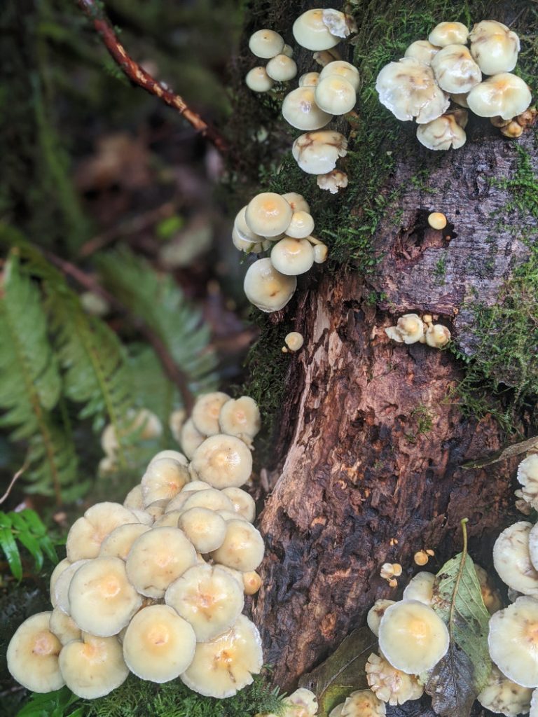 Mushrooms along the trail Crooked Falls