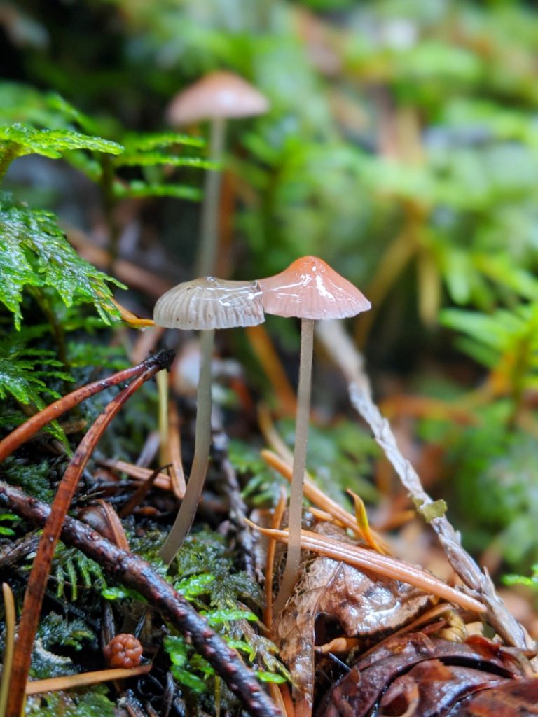 Mushrooms cuteness