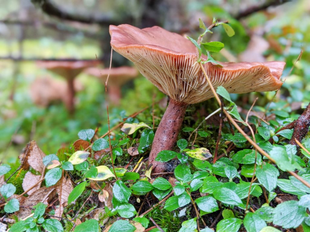 One more cool mushroom