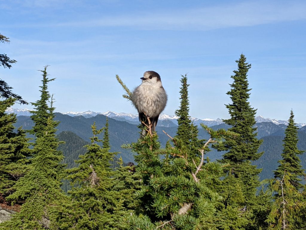 Cheeky Whiskey Jack on Hollyburn Peak