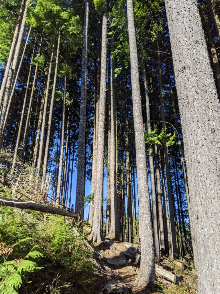 Pretty forest on bear mountain
