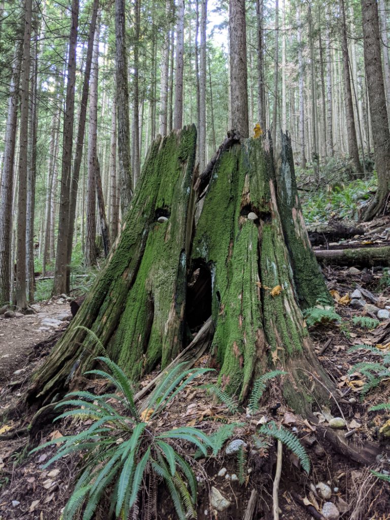 Treestump on the way up Bear Mountain