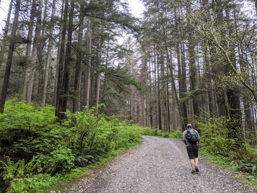 Lower Mount Fromme trails - Cedar tree trail