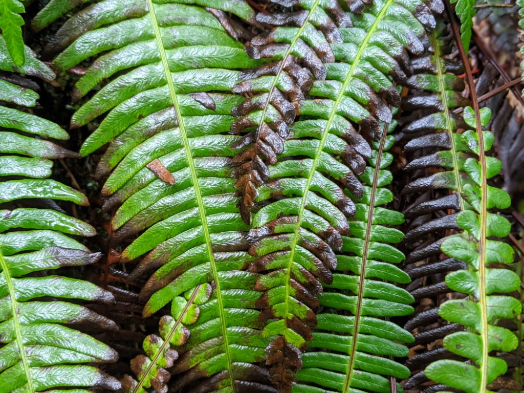 Ferns