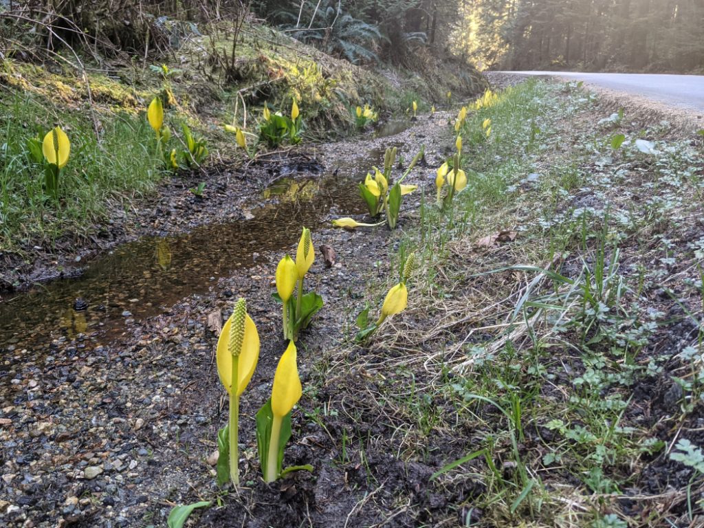 Skunk Cabbage along the trail