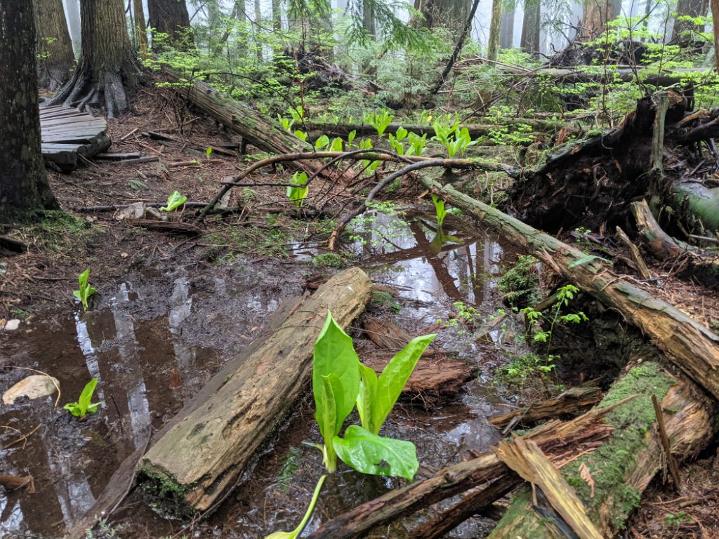 Skunk Cabbage on Lower Mount Fromme