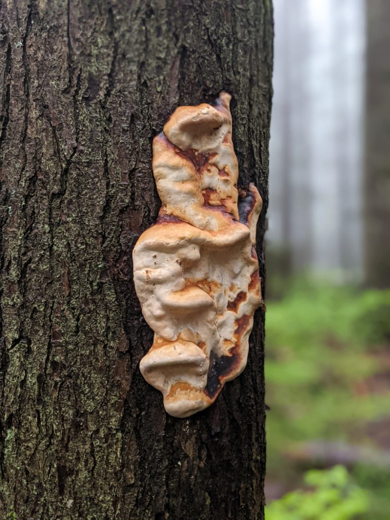 Fungi on the trees
