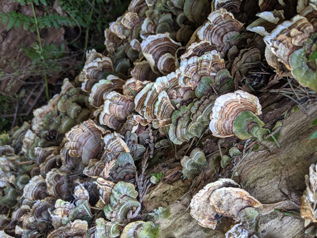 Turkey Tail mushrooms
