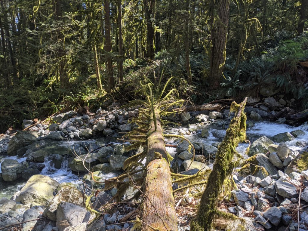 The log I chose to cross on