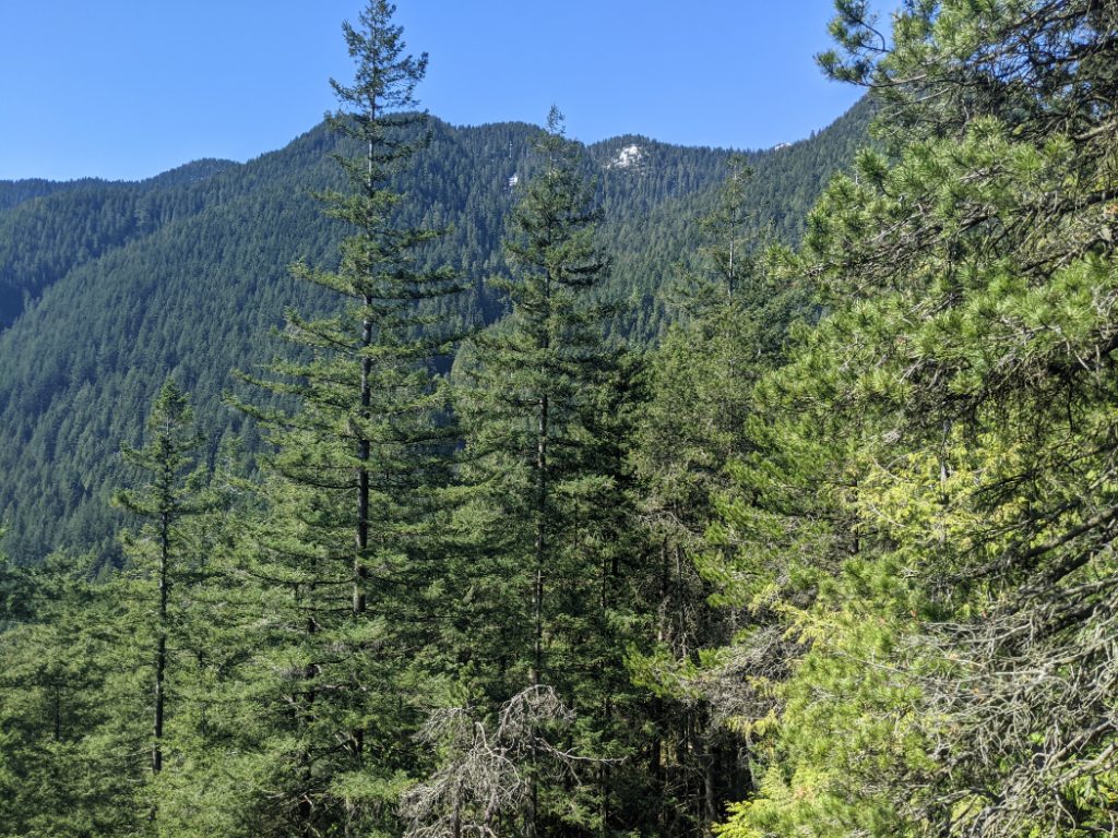 Looking up at Mount Seymour