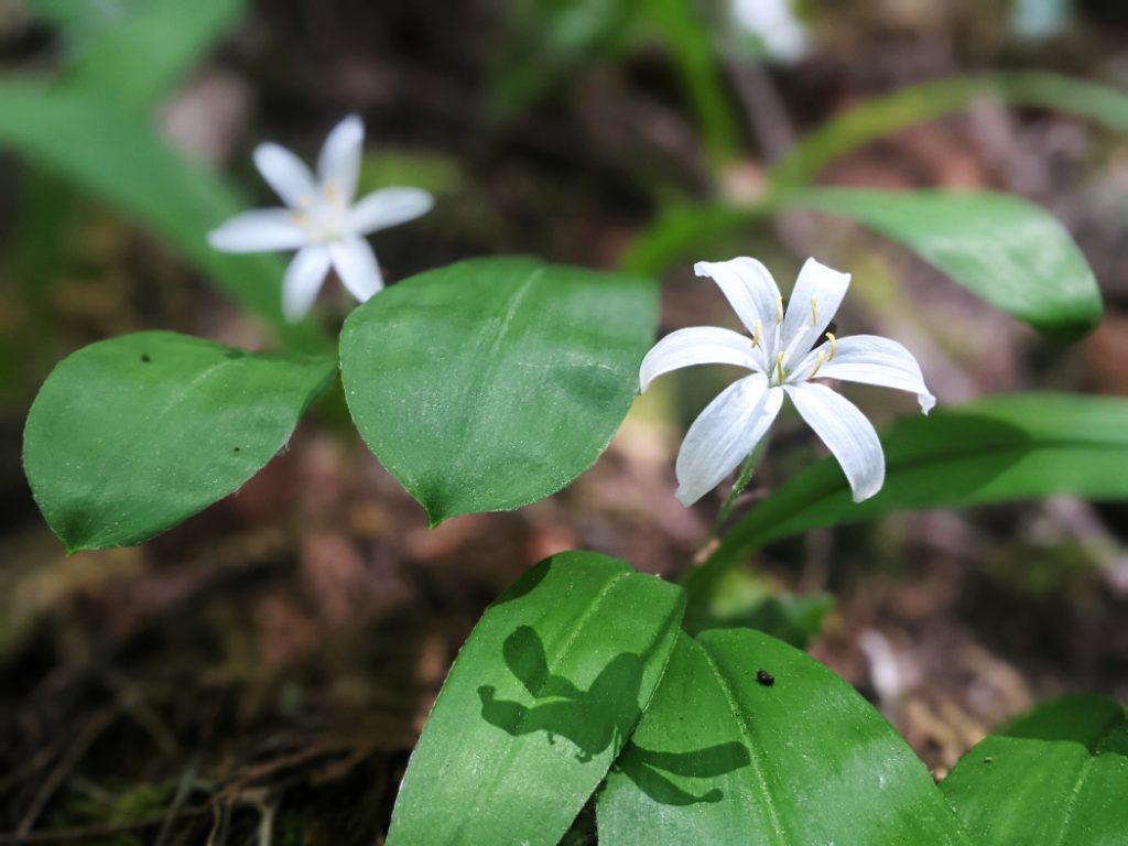 Pretty flowers along the trail