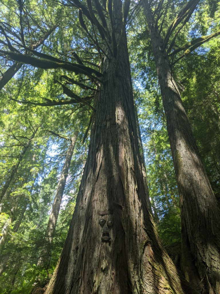 The face on the tree at the half way point