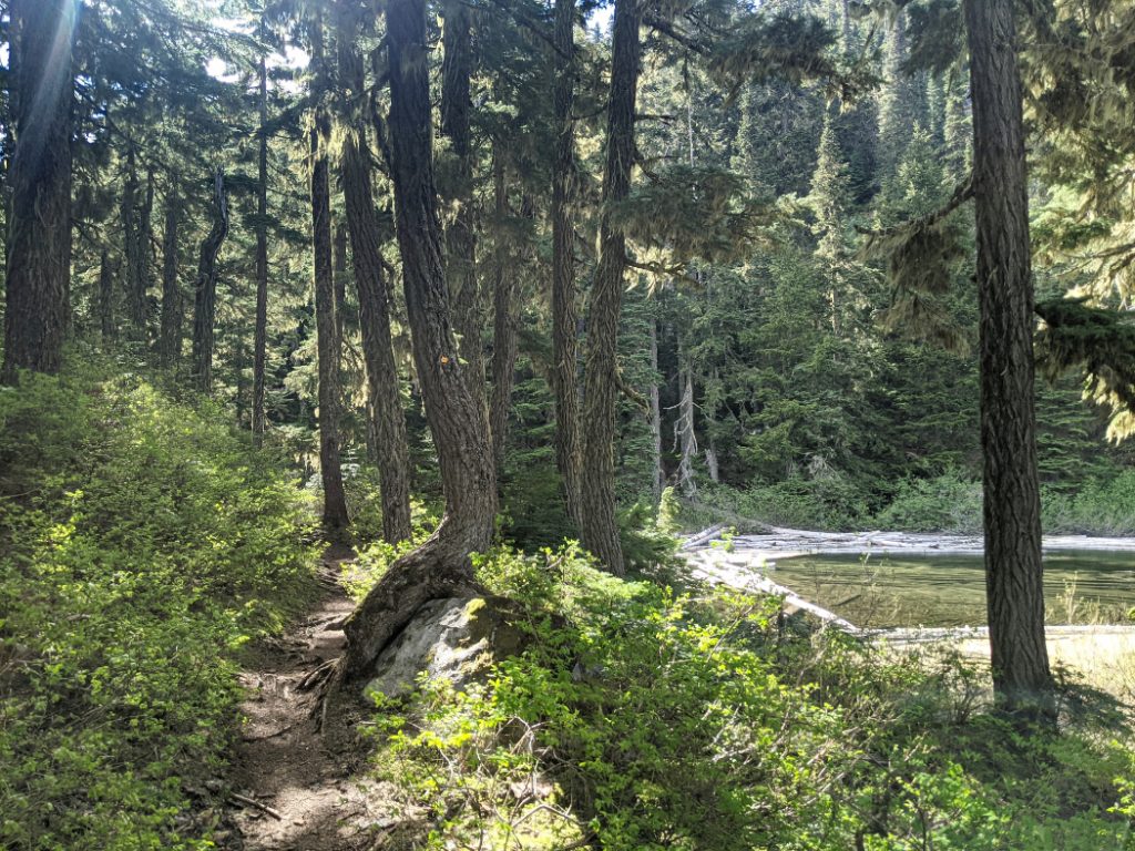 Forest at the edge of Eaton Lake