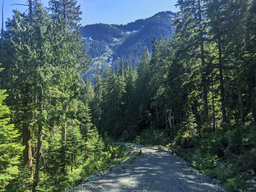 Cross a logging road above Covile Camp