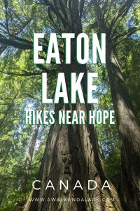 Eaton Lake trail - a challenging hike near hope - watch out for faces in the trees