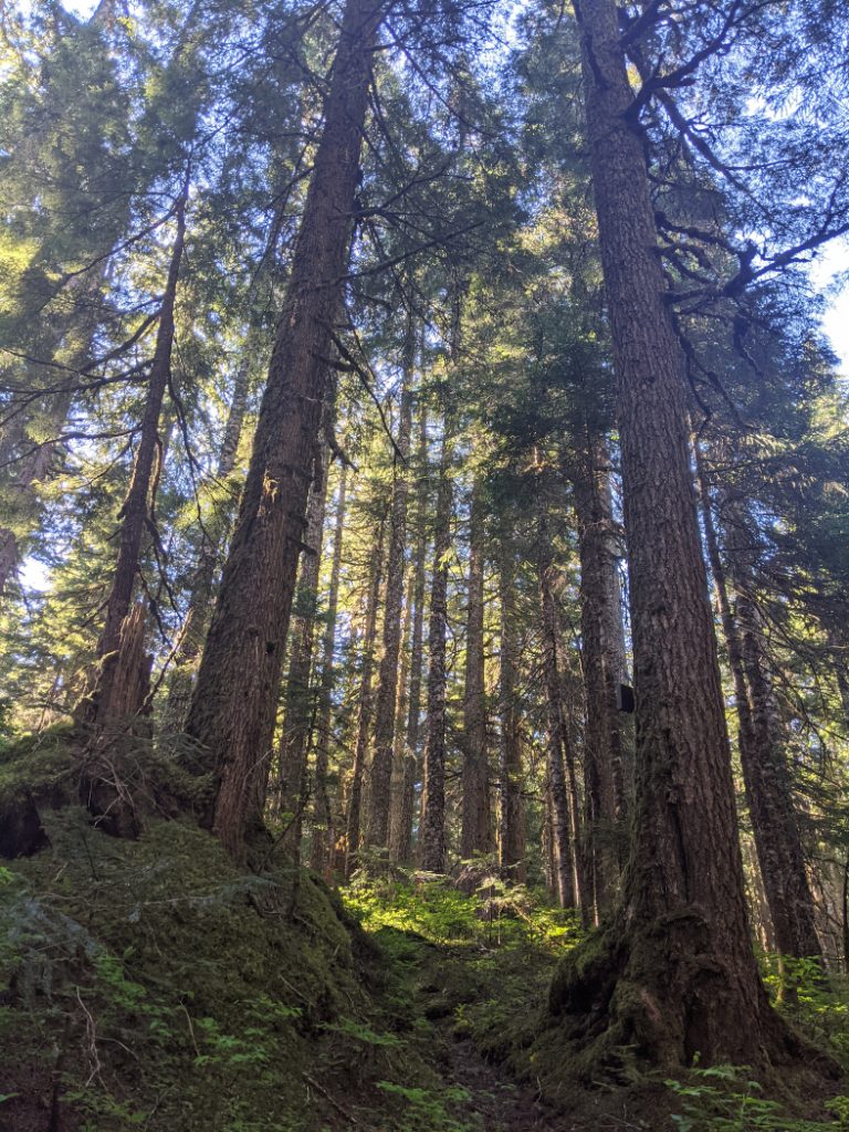 Fabulous trees on the trail