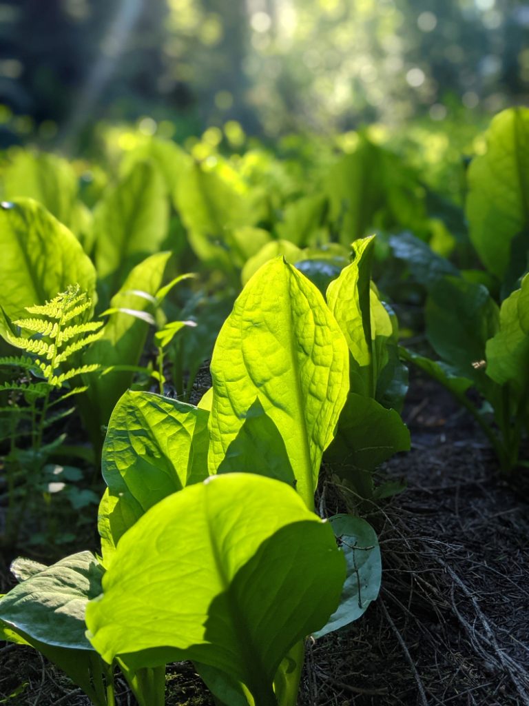So much skunk cabbage on the HBC trail