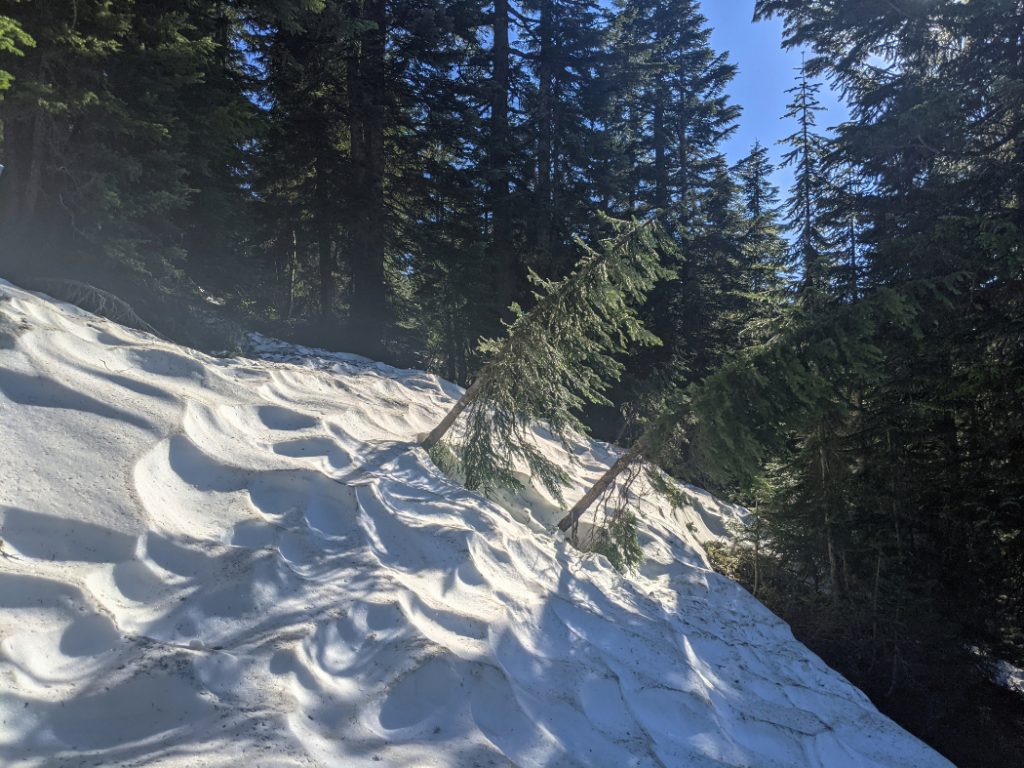 These trees were ready to be released