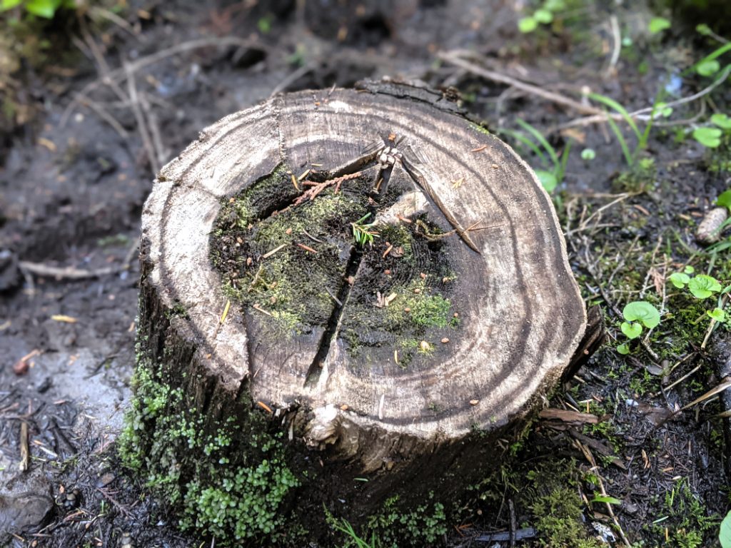 Which way