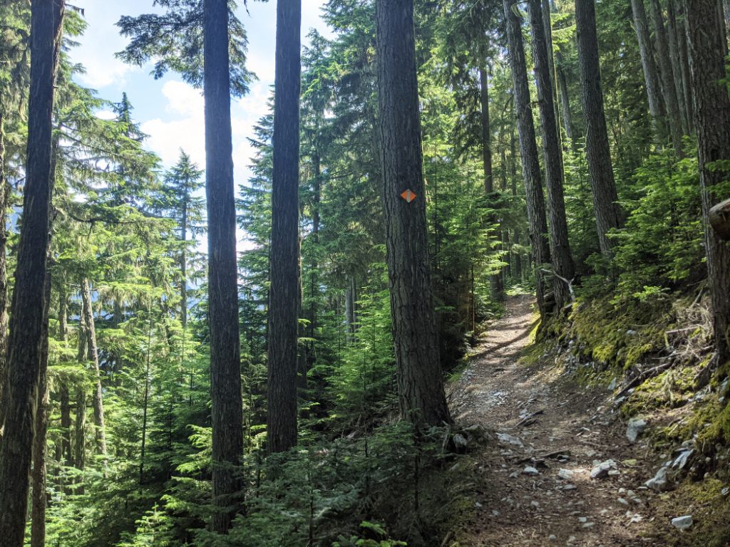 Beautiful forest on Singing Pass trail