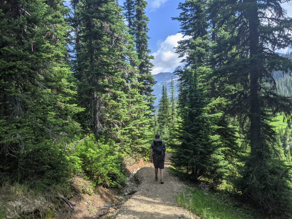Forested trail to Singing Pass
