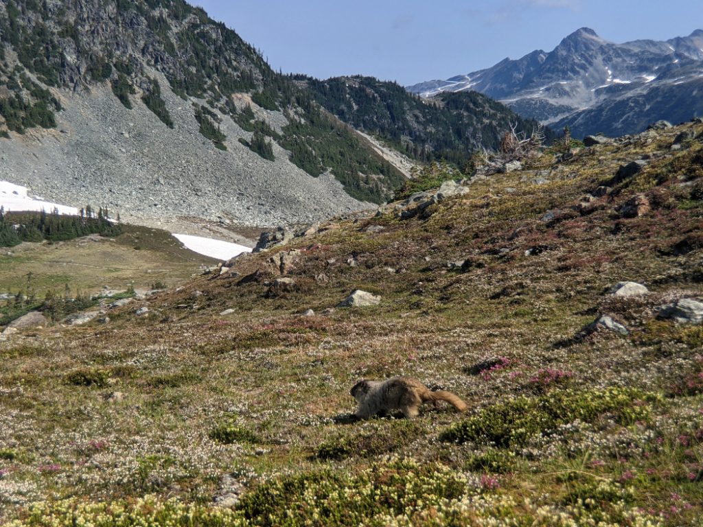 Marmots by Russet Lake