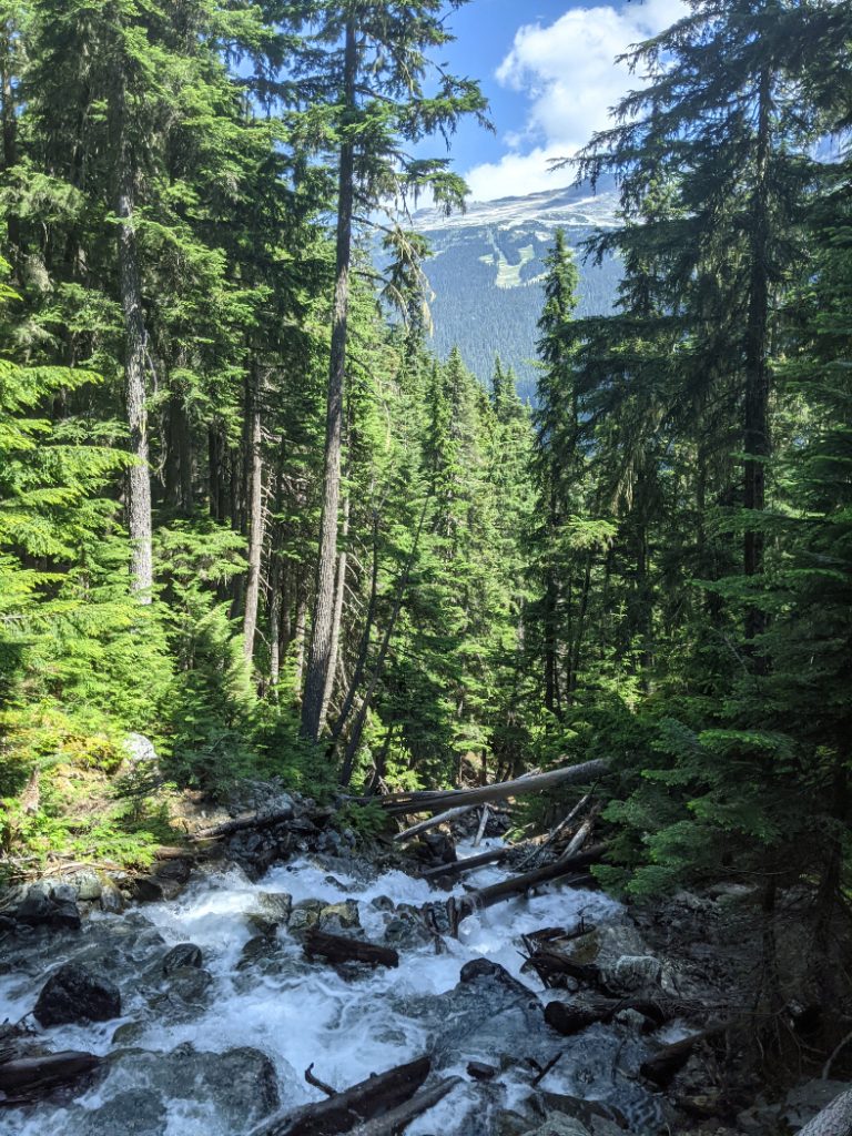 Peek through the trees over to Blackcomb
