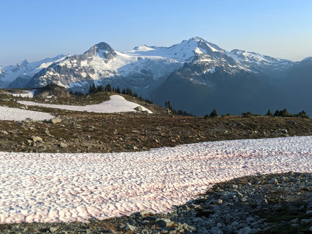 Watermelon snow nearby, Cheakamus glacier in the distance