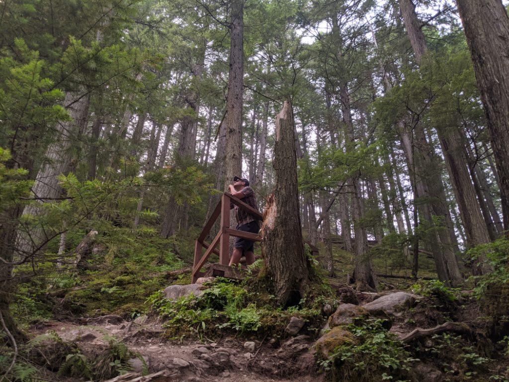 Begbie Falls lookout and the forest