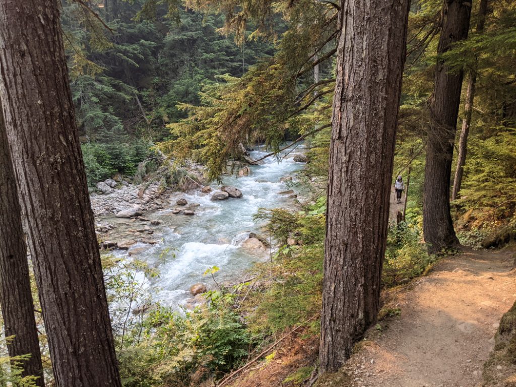 Connaught Creek through the trees