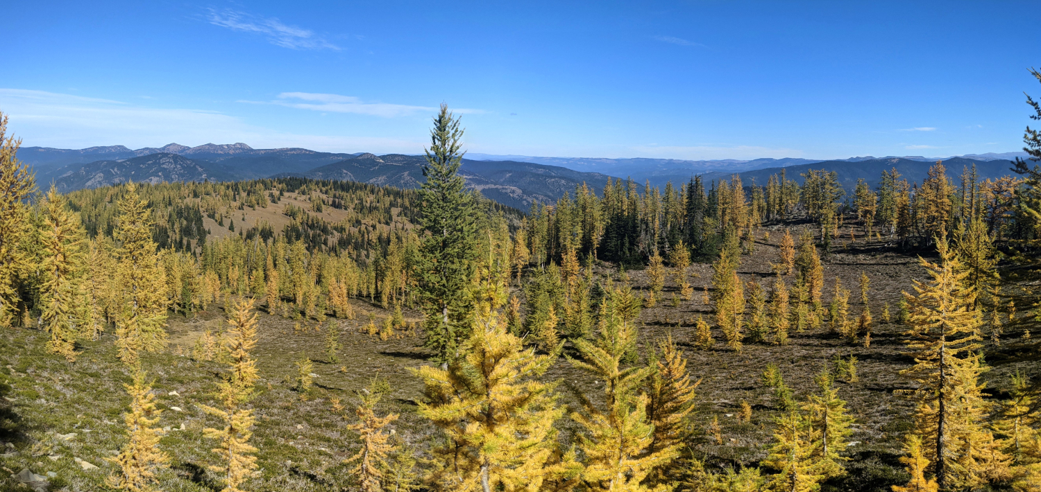 The incredible meadows full of golden larches in E.C. Manning Provincial Park